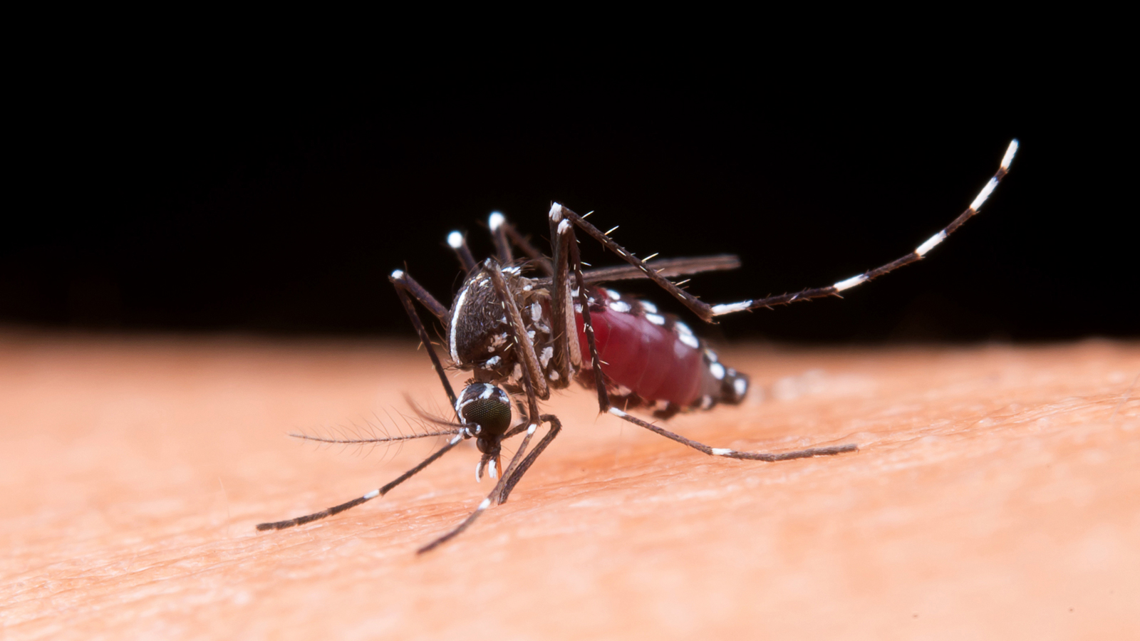 Bệnh sốt rét là một bệnh máu do muỗi có nguy cơ gây tử vong cao. Bệnh do muỗi Anopheles truyền sang người và có rất ít các triệu chứng thời kỳ ủ bệnh.