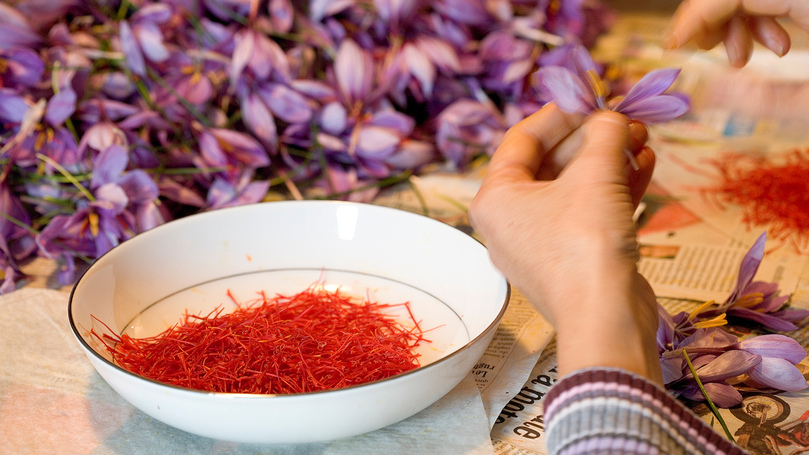 Saffron là gì và có tác dụng như thế nào đối với sức khỏe? Hãy cùng GenVita tìm hiểu kỹ hơn về saffron trong bài viết này bạn nhé!