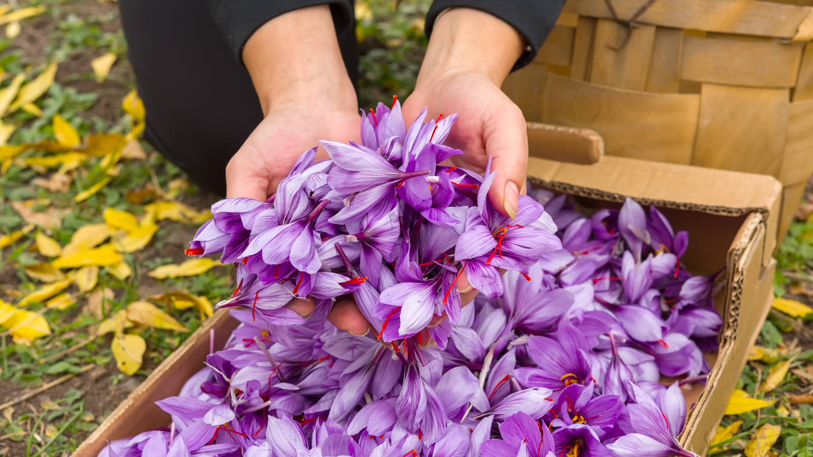 Saffron là gì và có tác dụng như thế nào đối với sức khỏe? Hãy cùng GenVita tìm hiểu kỹ hơn về saffron trong bài viết này bạn nhé!