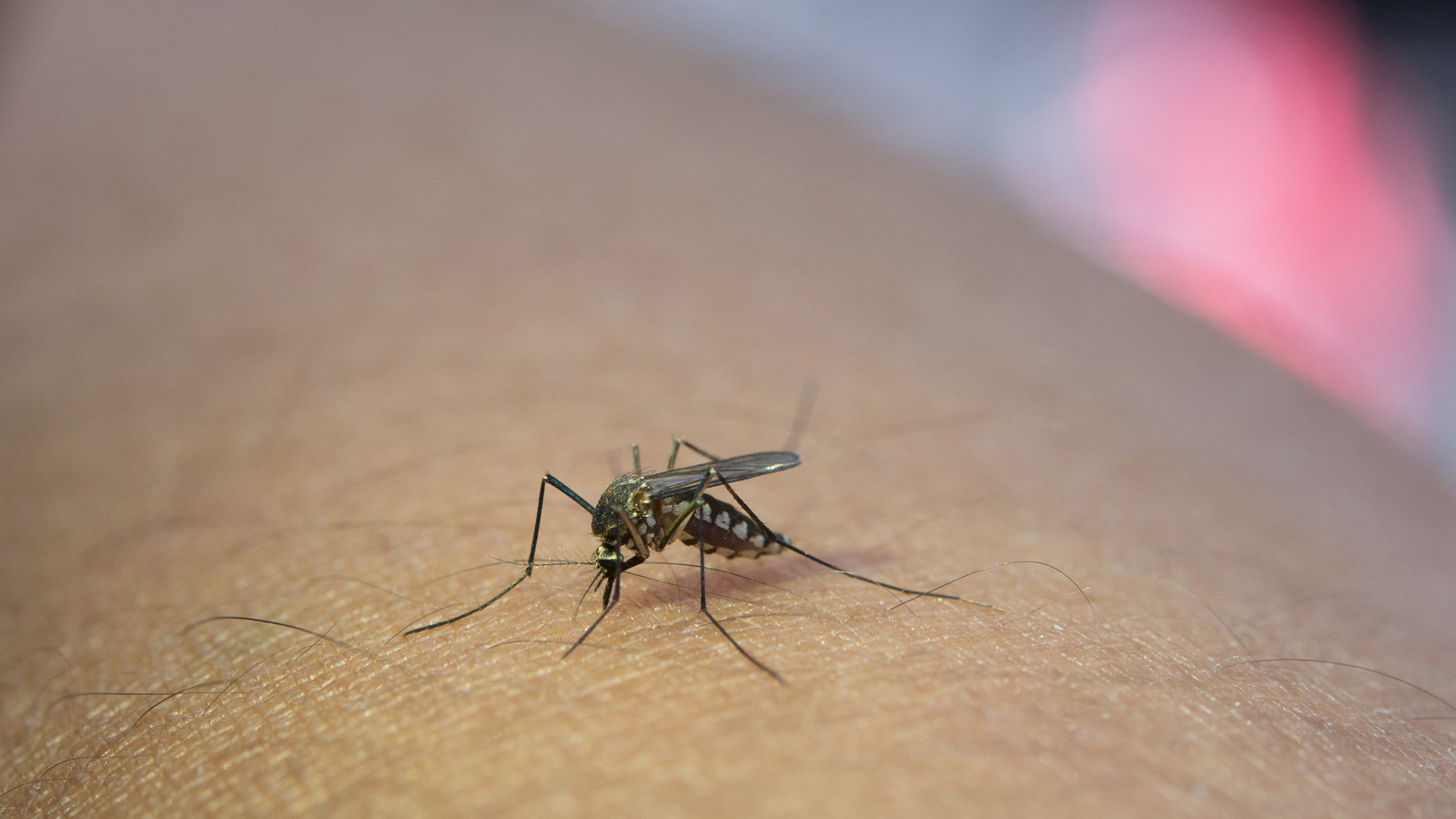 Sốt xuất huyết dengue là bệnh phổ biến đa số nước thuộc khu vực khí hậu nhiệt đới và cận nhiệt đới. Một nghiên cứu ước tính rằng 50 triệu ca xảy ra mỗi năm. Các triệu chứng có thể nhẹ và bao gồm: sốt, phát ban, đau cơ và khớp...